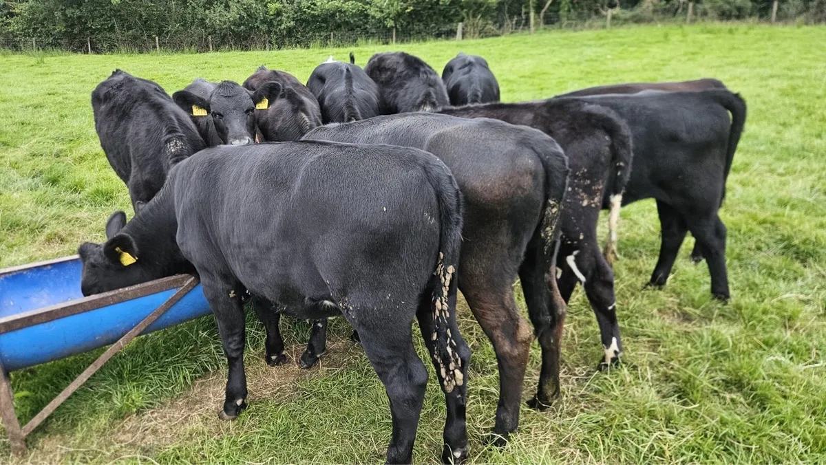 Aberdeen Angus heifers - Image 2