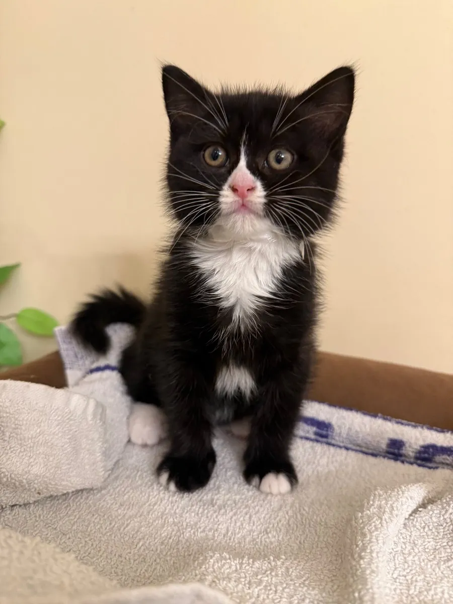 Cat - Image 1