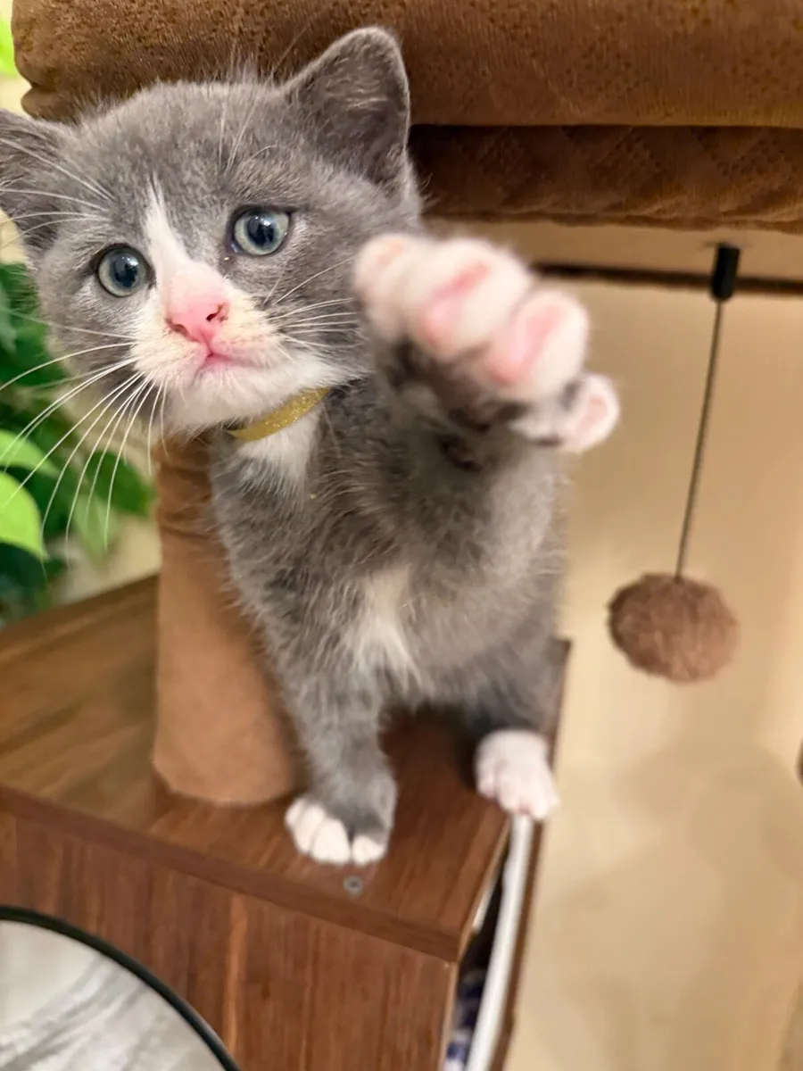 Cat - Image 2