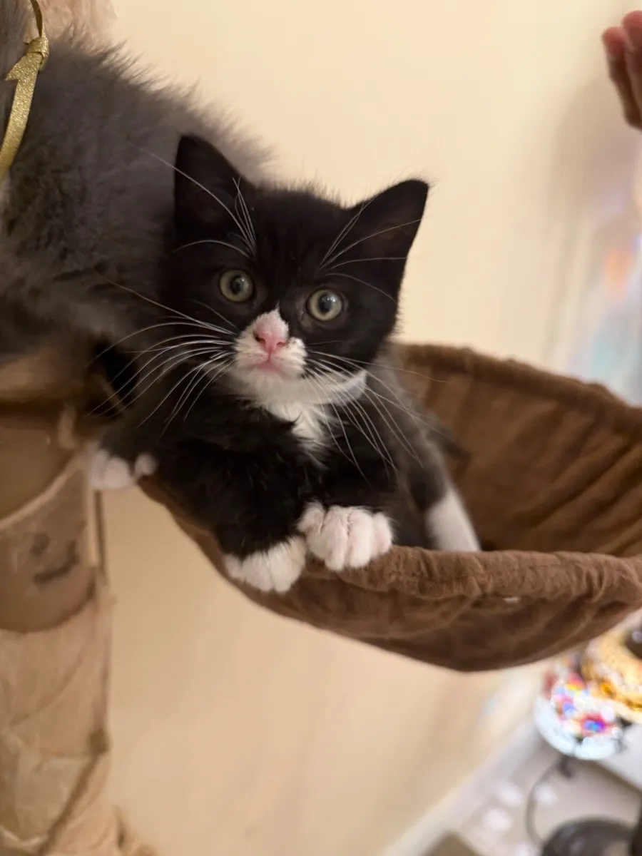 Cat - Image 3