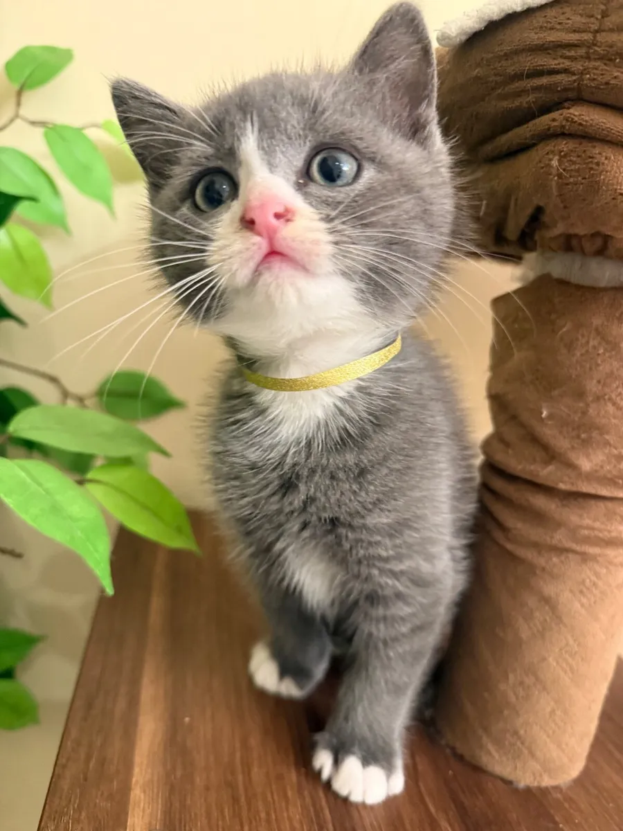 Cat - Image 4