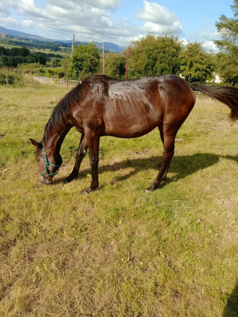 Yearling filly - Image 1