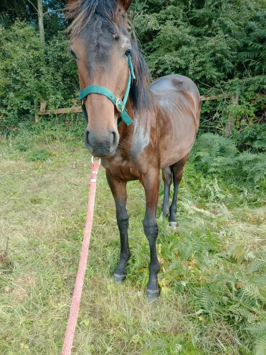 Yearling filly - Image 2