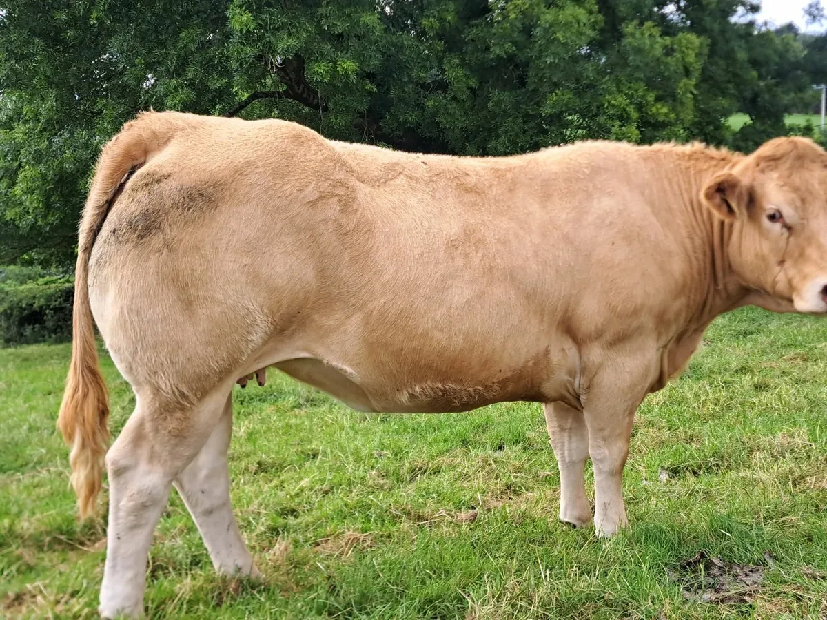 Incalf heifers - Image 1