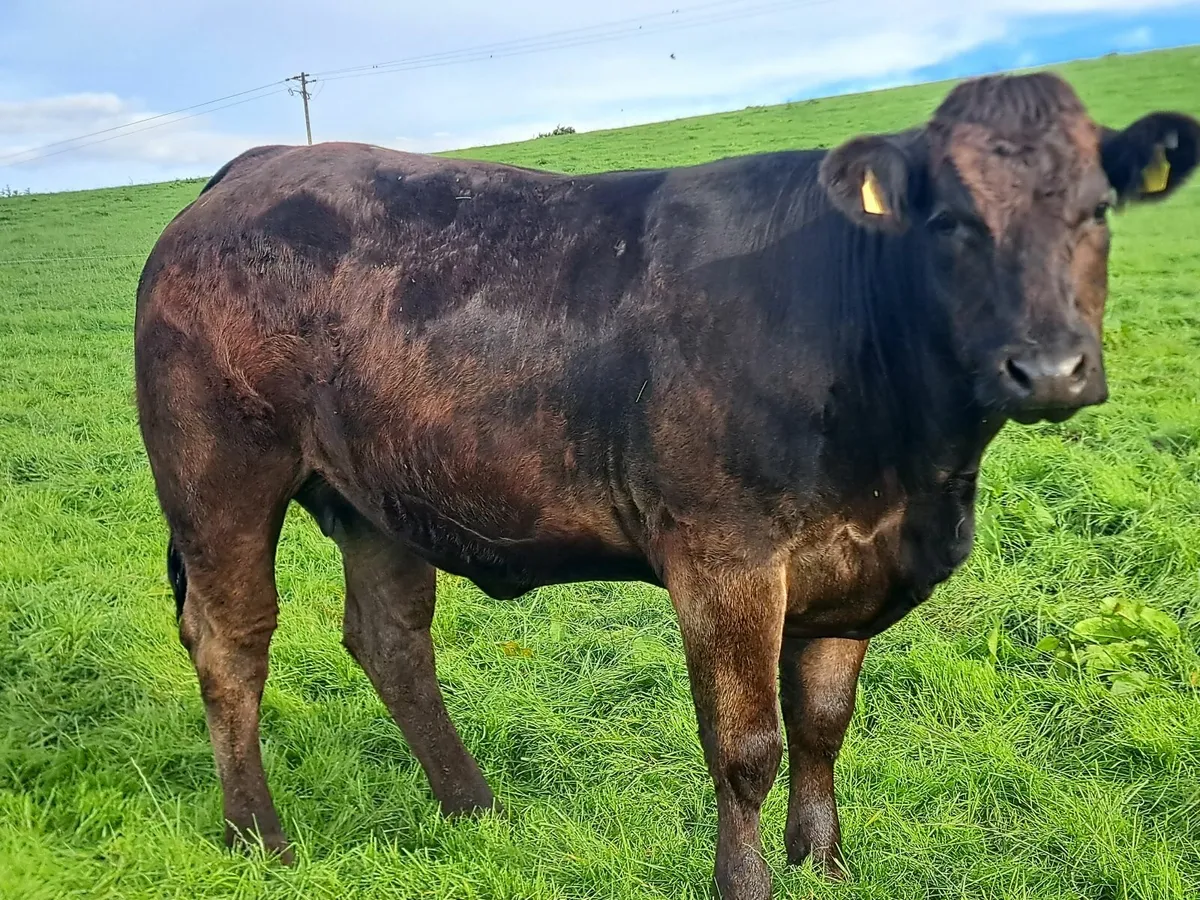 Export tested incalf heifers - Image 1