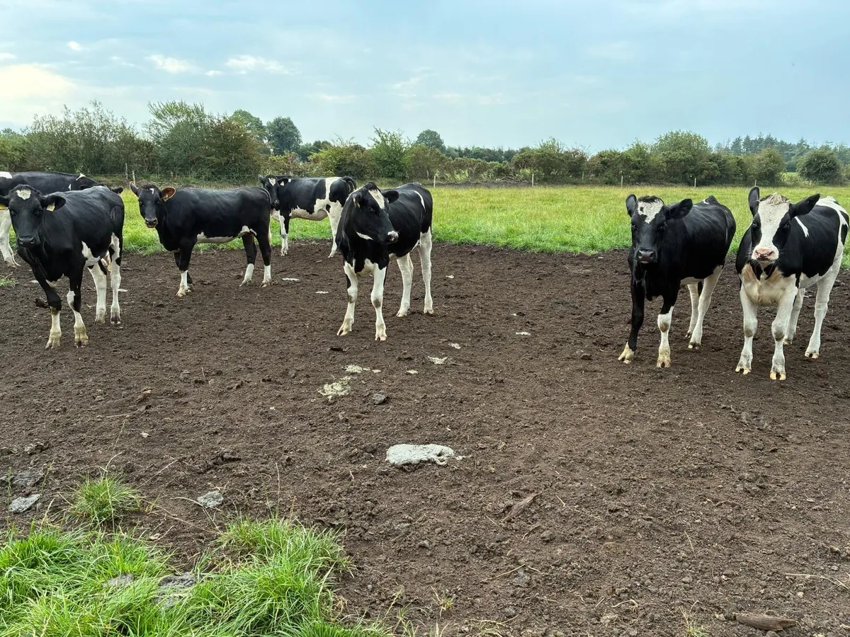 Maiden heifers - Image 1