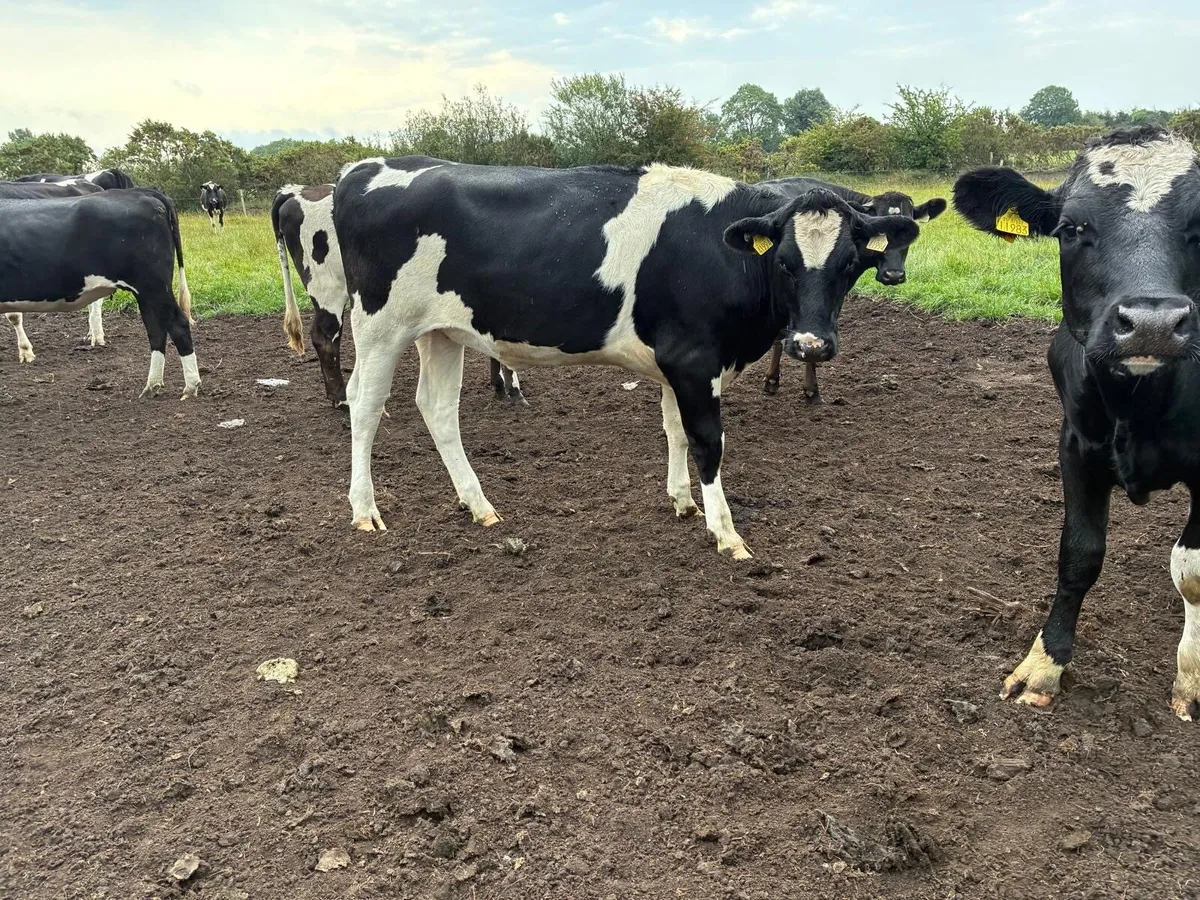 Maiden heifers - Image 2