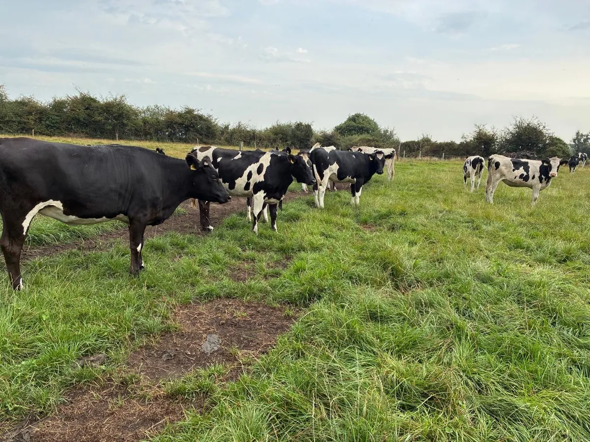 Maiden heifers - Image 3