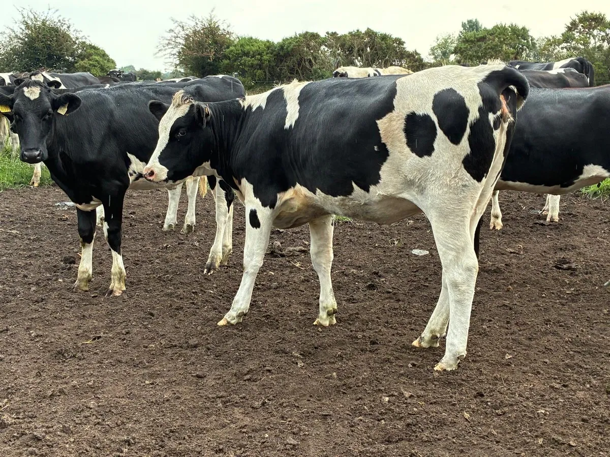 Maiden heifers - Image 4