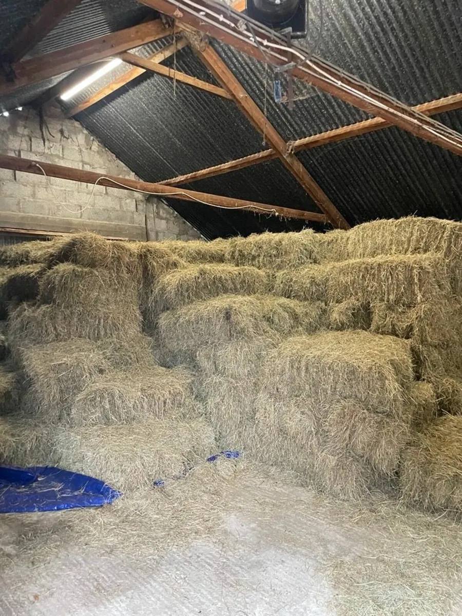 Square Bales of Hay