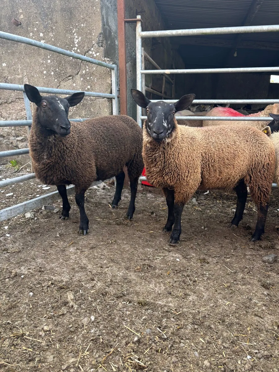 Ewe lambs - Image 1