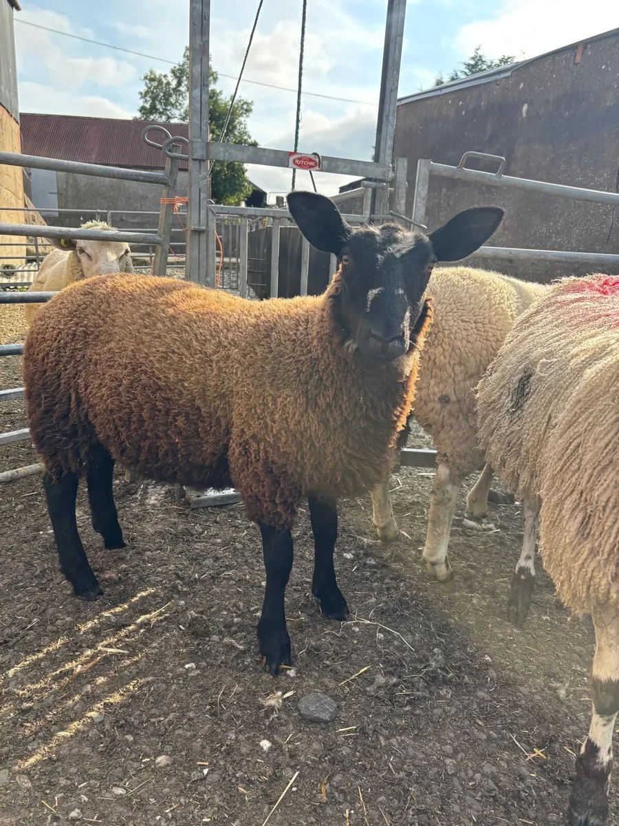 Ewe lambs - Image 2