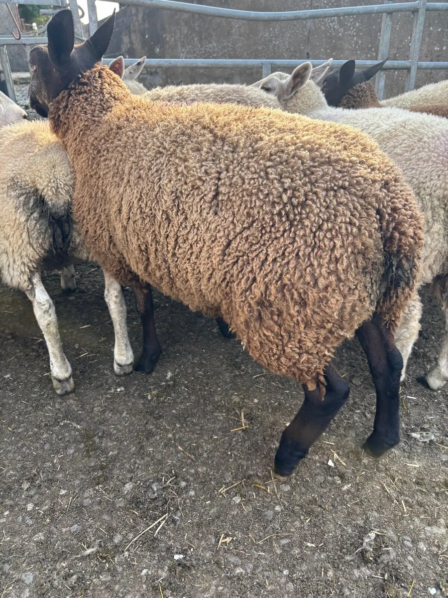 Ewe lambs - Image 3