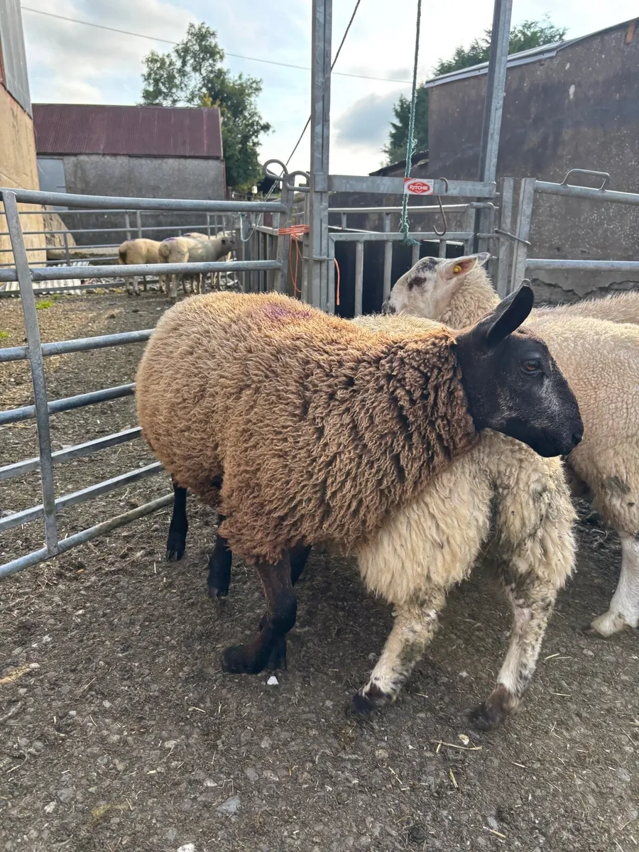 Ewe lambs - Image 4