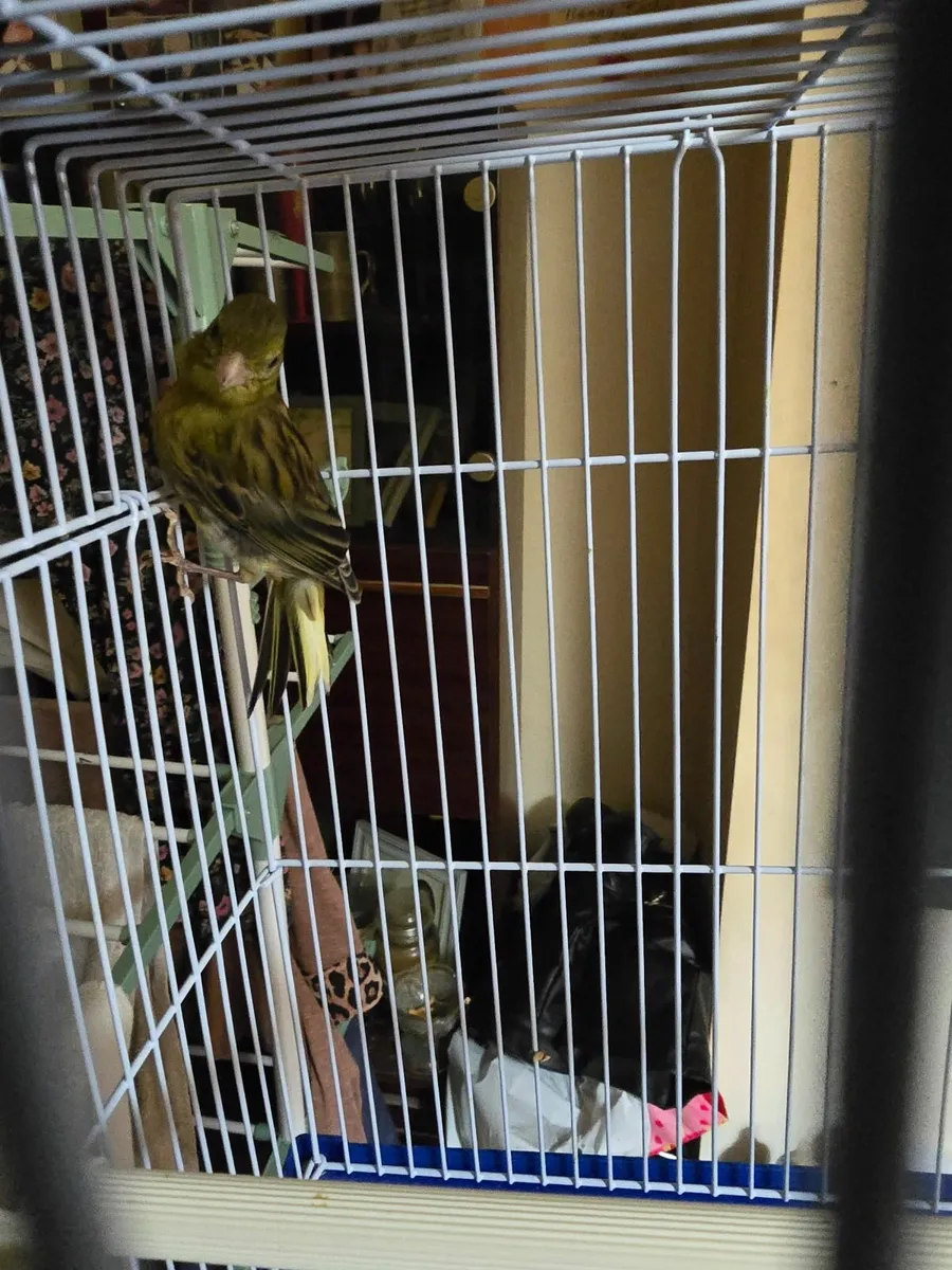 canaries and cage for sale - Image 4