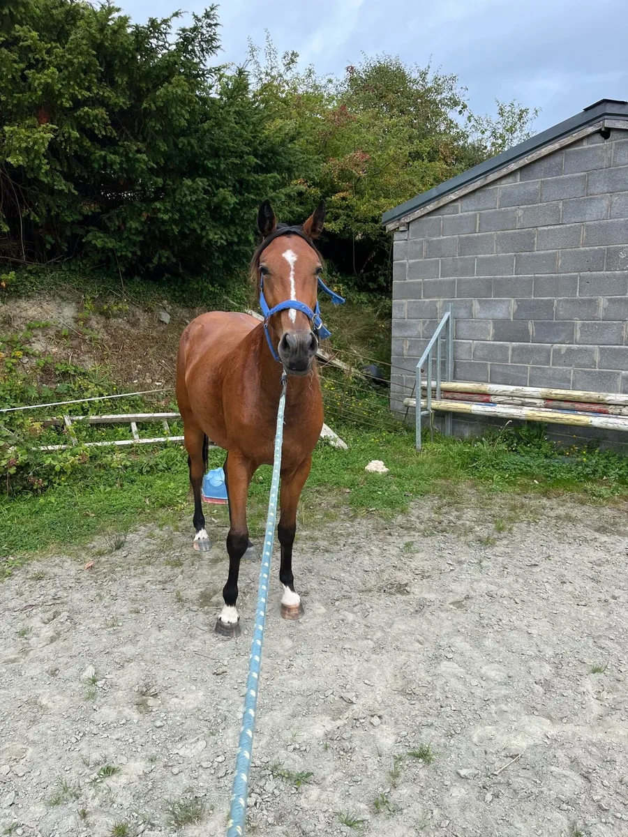 148 3 yr old gelding by Pacino endore - Image 1