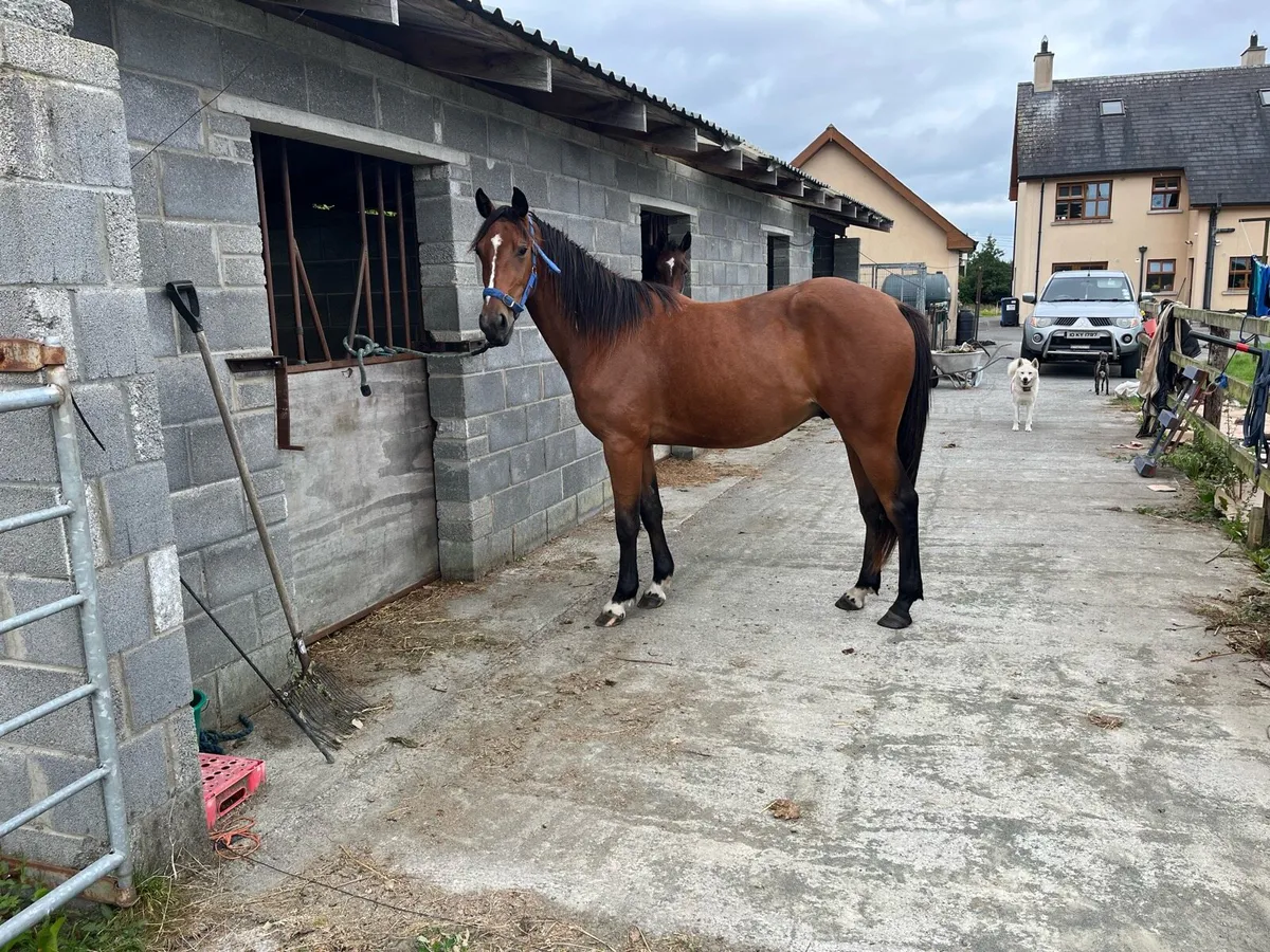 148 3 yr old gelding by Pacino endore - Image 2