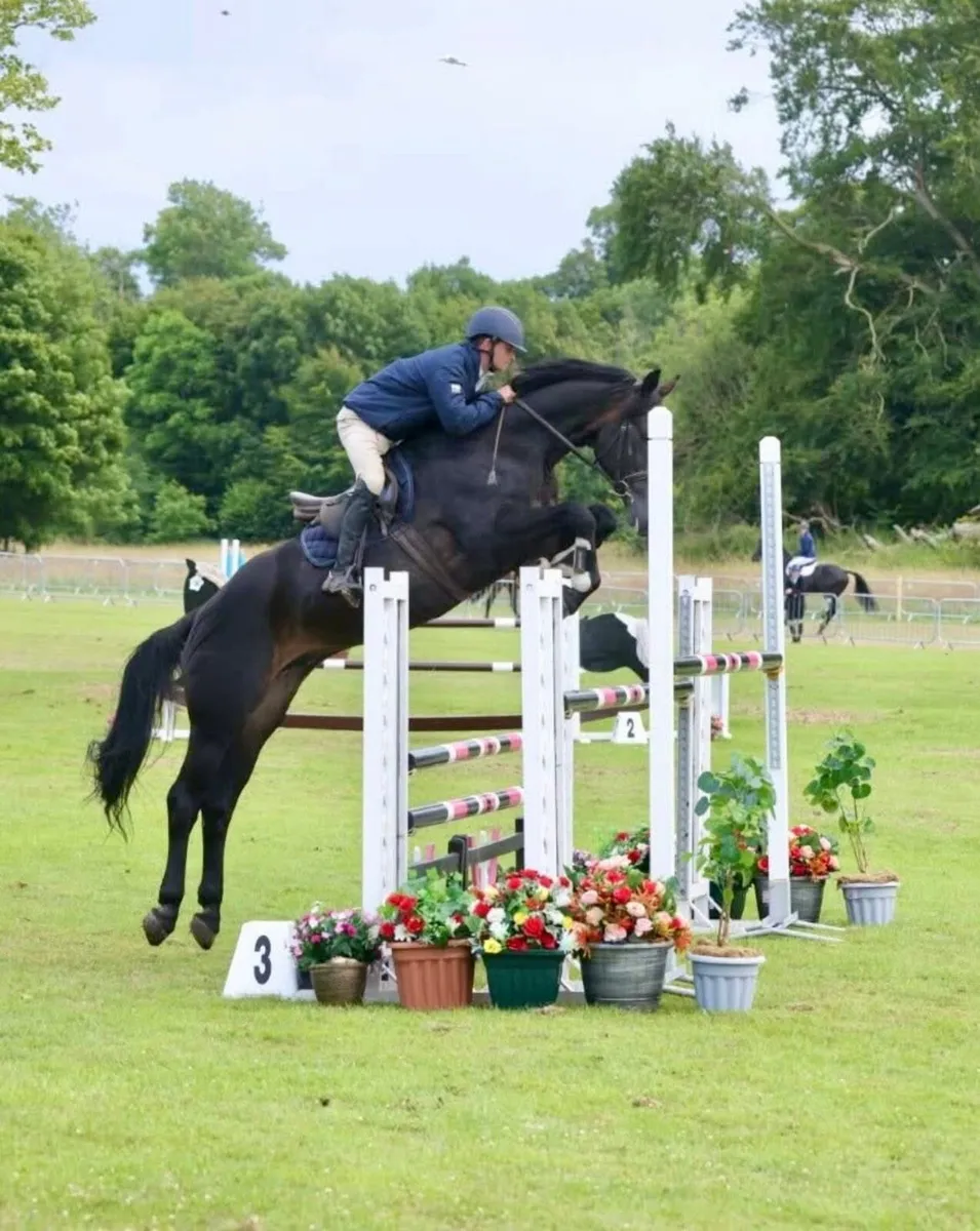 148 3 yr old gelding by Pacino endore - Image 3
