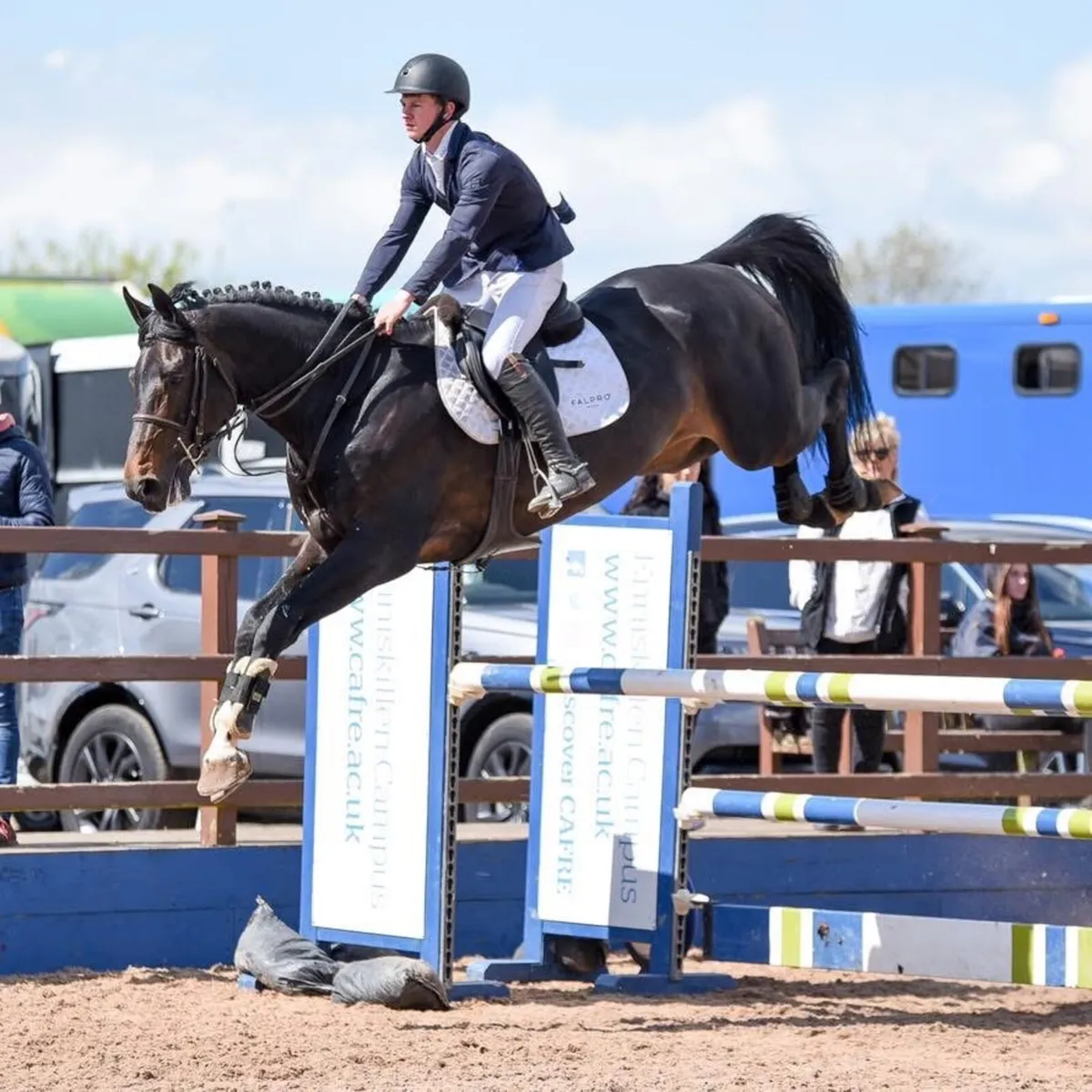148 3 yr old gelding by Pacino endore - Image 4