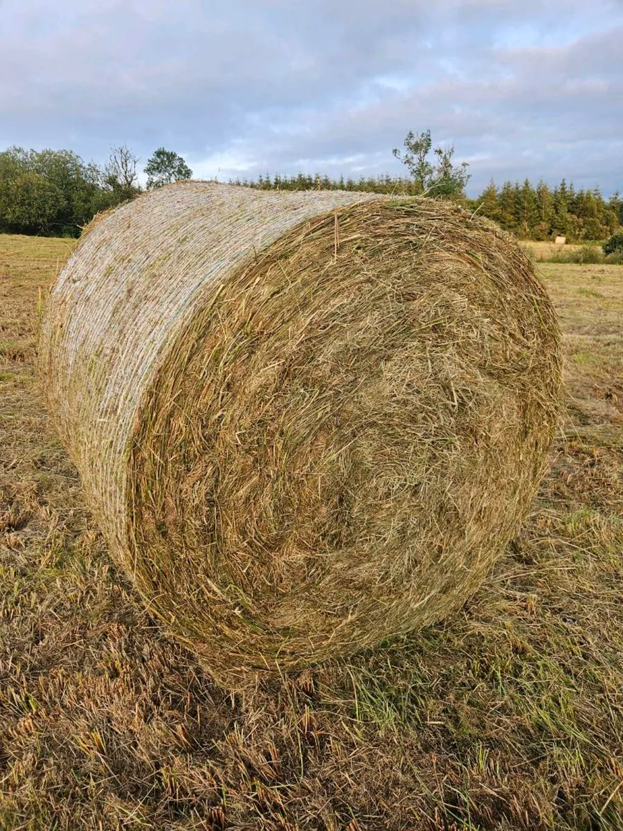 Bedding - Image 1
