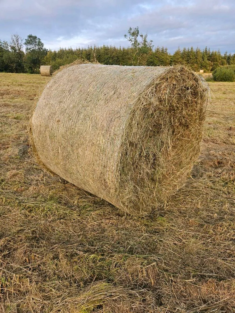 Bedding - Image 2