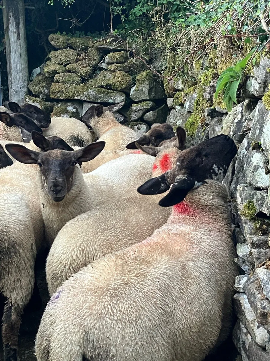 Ewe lambs - Image 1