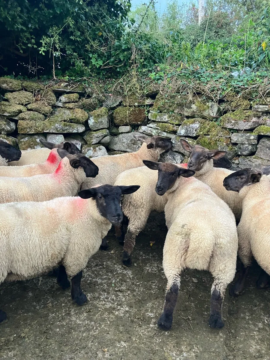 Ewe lambs - Image 2