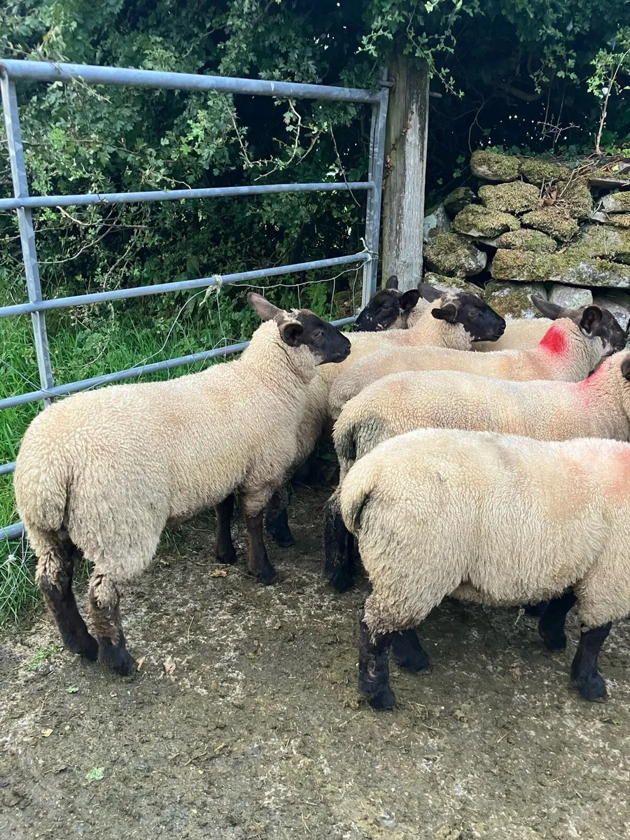 Ewe lambs - Image 3