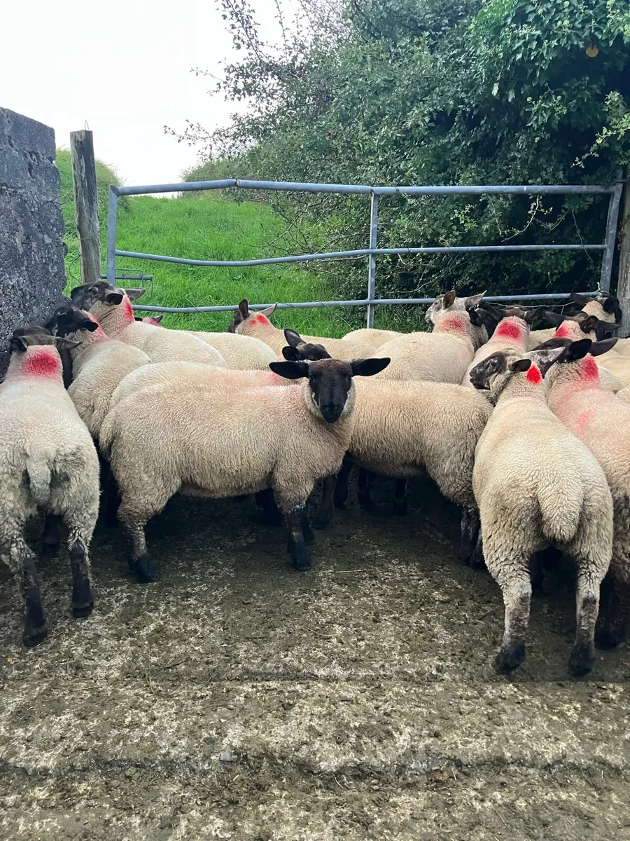 Ewe lambs - Image 4