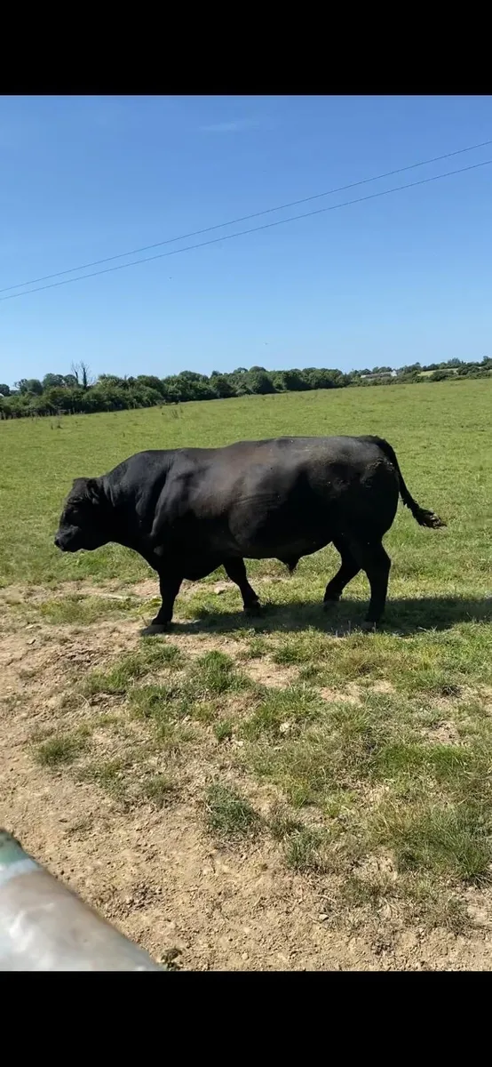 Top Quality Aberdeen Angus Bull - Image 1