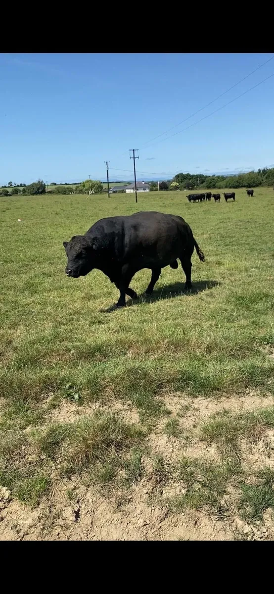 Top Quality Aberdeen Angus Bull - Image 2