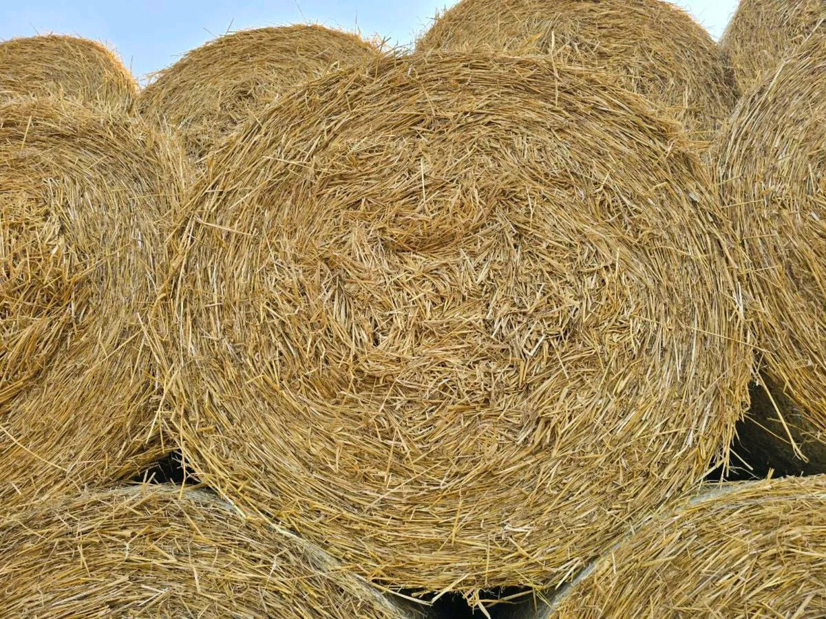 Round straw bales - Image 3