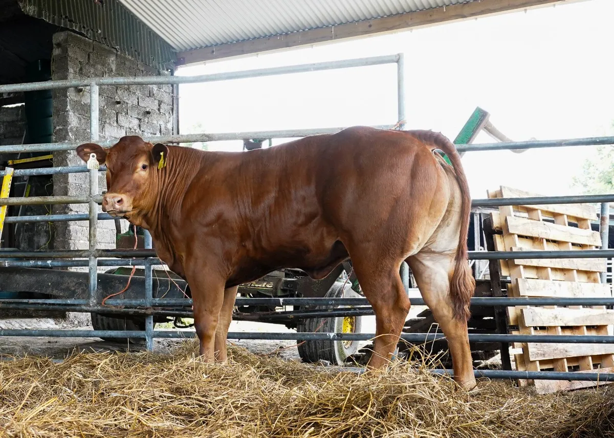 Top quality breeding heifers - Image 1