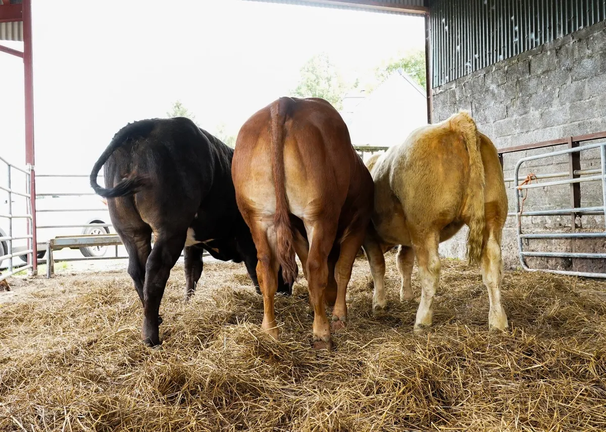 Top quality breeding heifers - Image 2