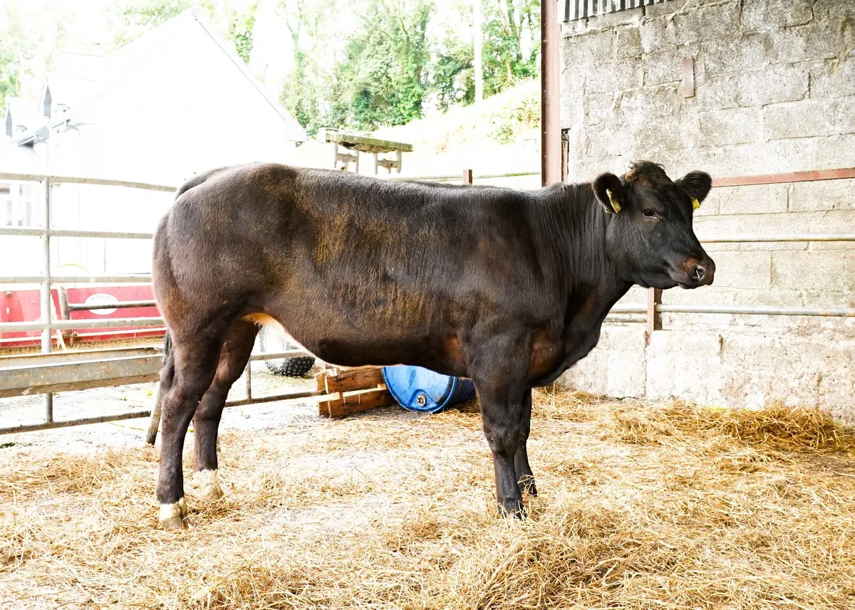 Top quality breeding heifers - Image 3