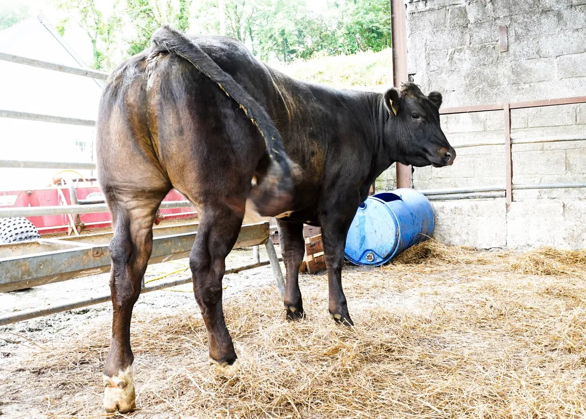 Top quality breeding heifers - Image 4