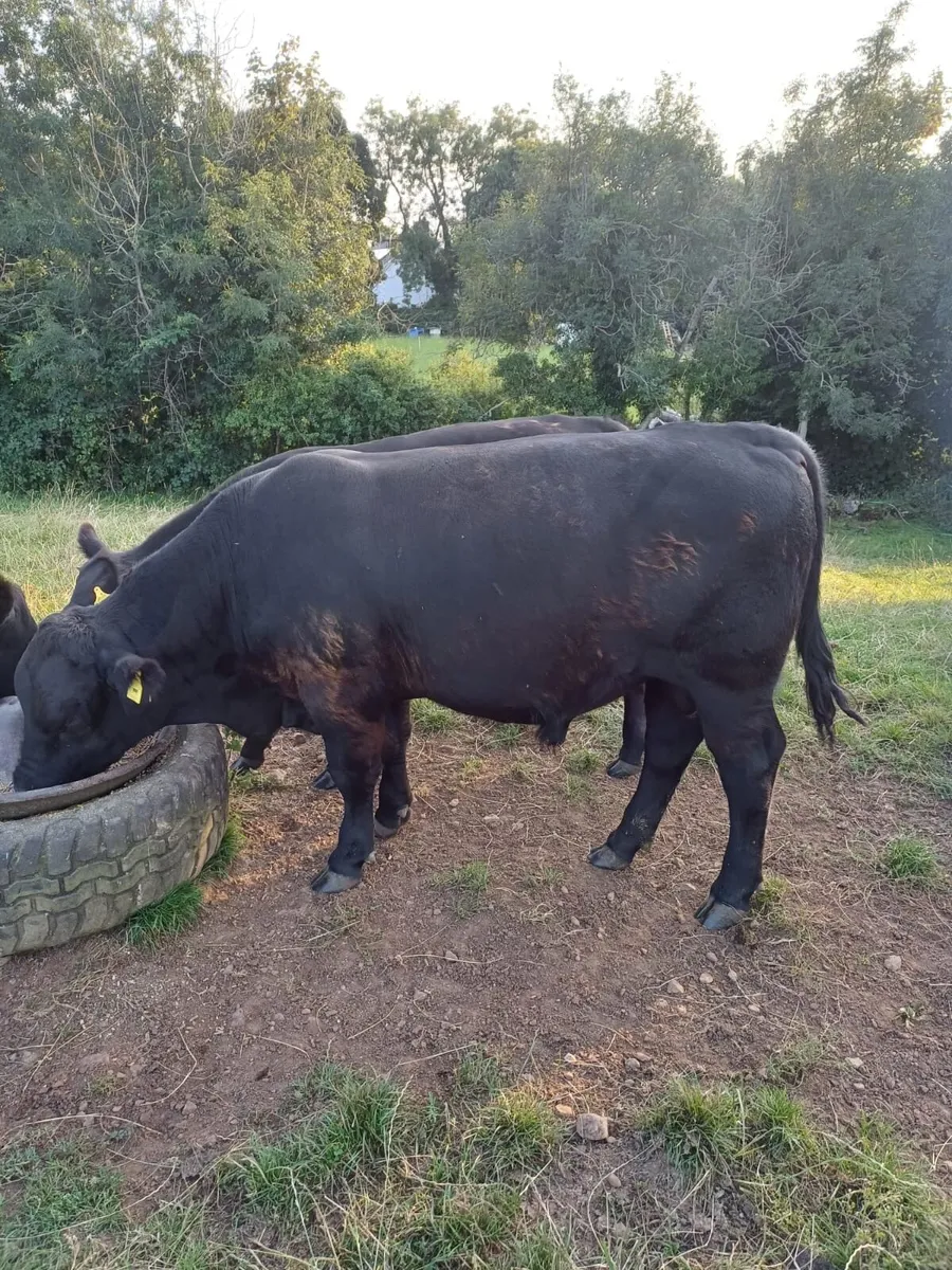 Pedigree Aberdeen Angus bull - Image 1
