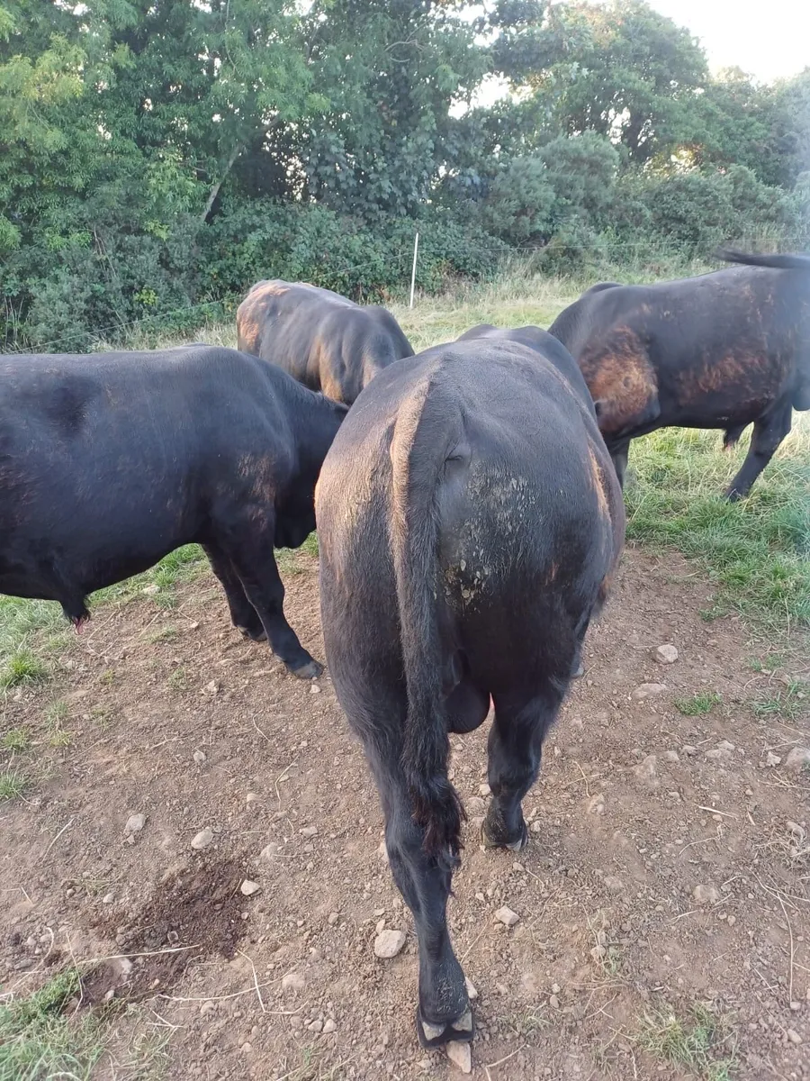 Pedigree Aberdeen Angus bull - Image 2