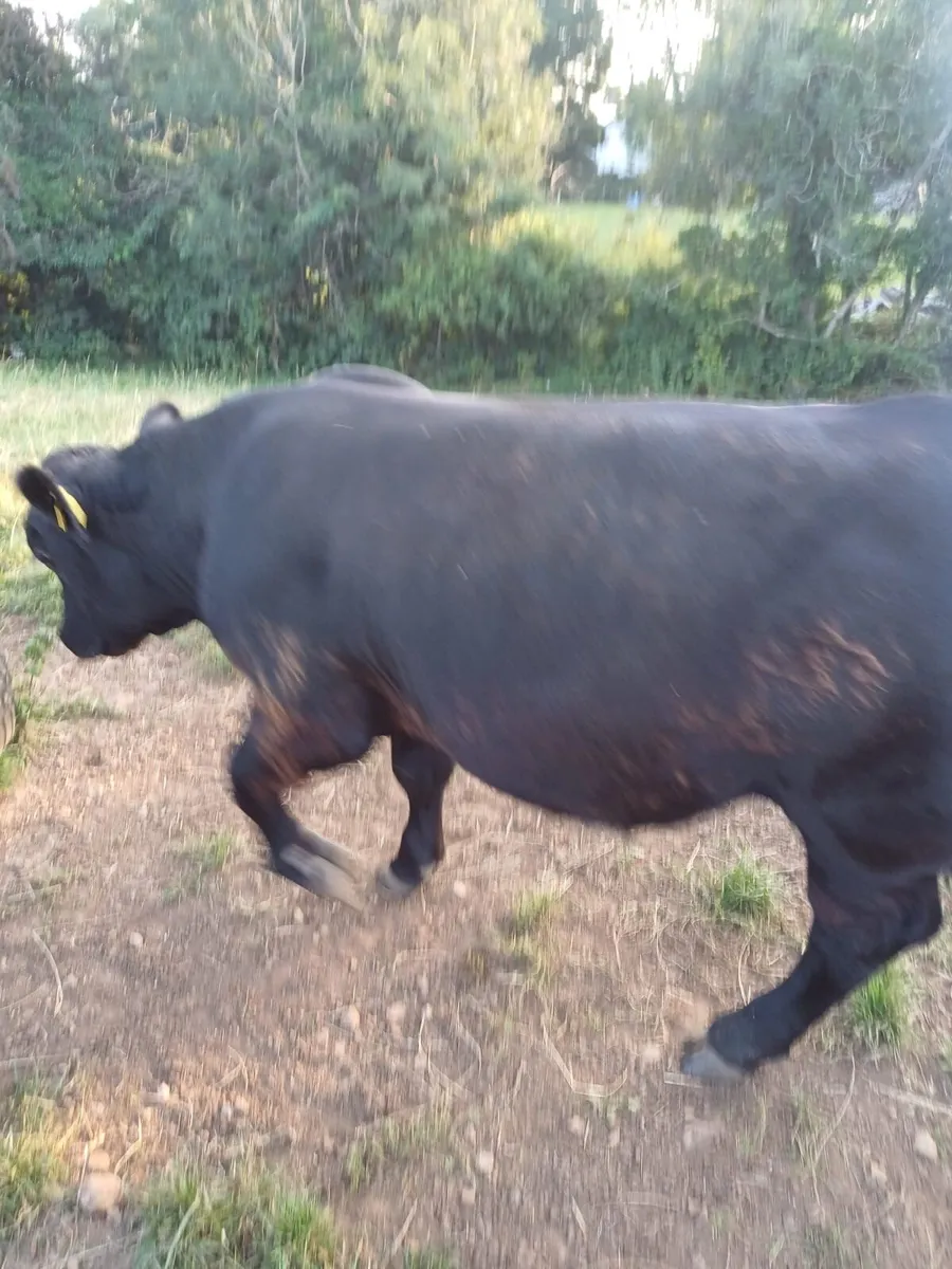 Pedigree Aberdeen Angus bull - Image 3