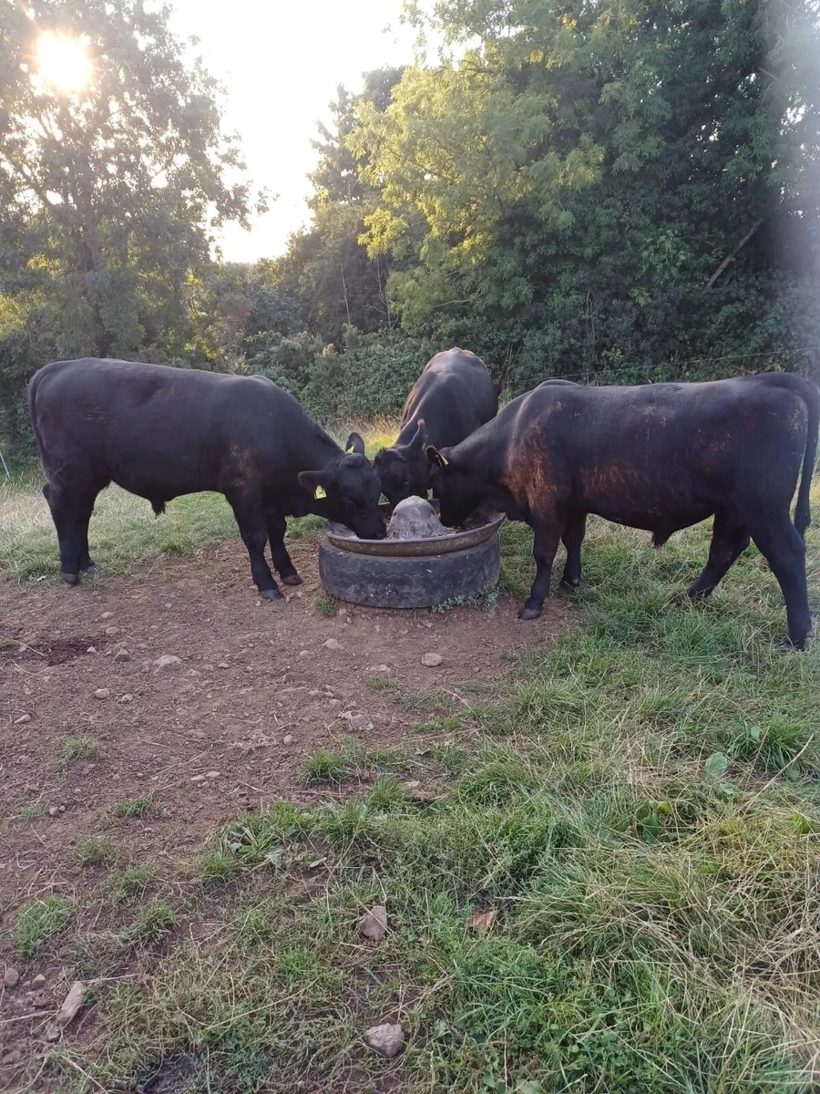 Pedigree Aberdeen Angus bull - Image 4