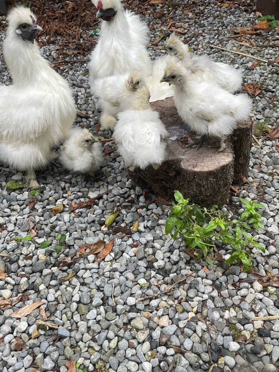 Purebred white silkie chicks - Image 1