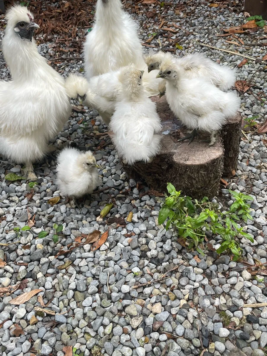 Purebred white silkie chicks - Image 2