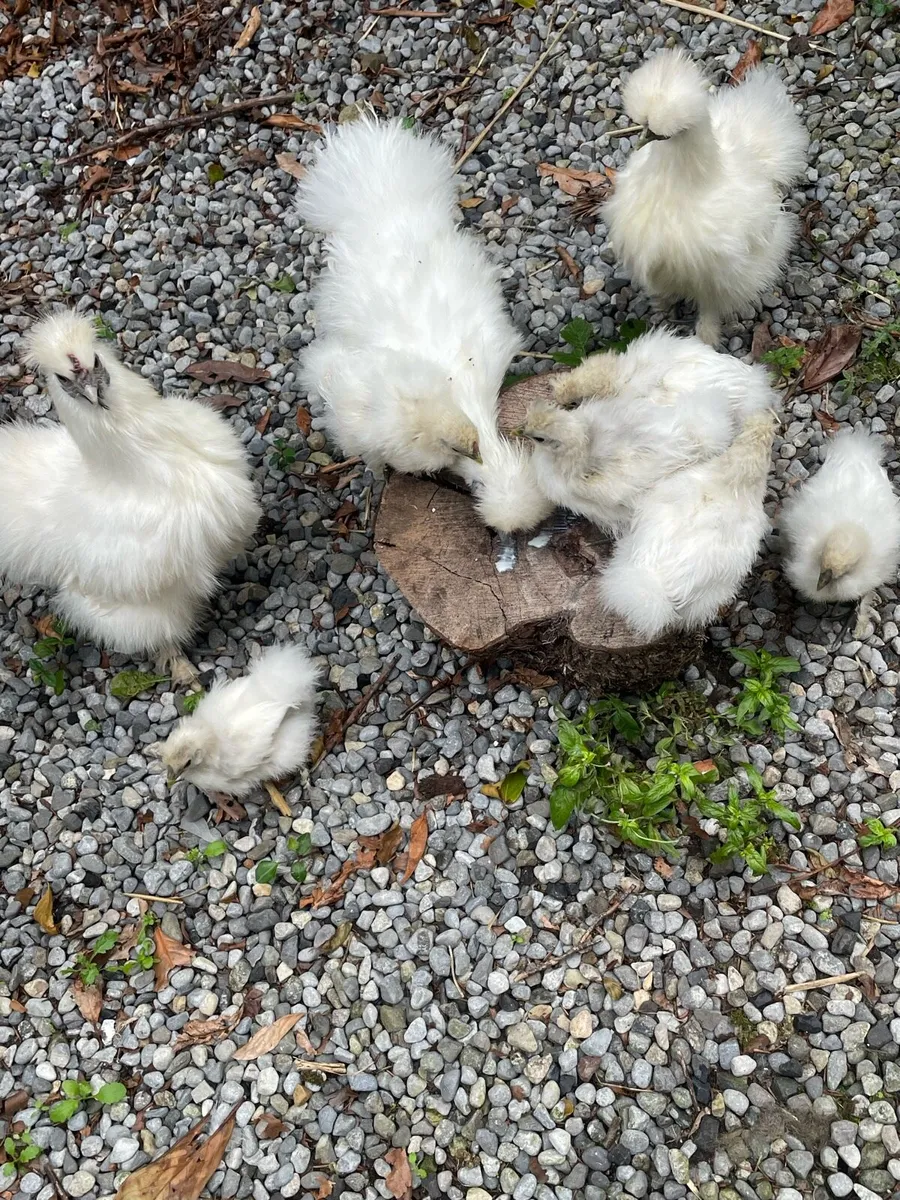 Purebred white silkie chicks - Image 3