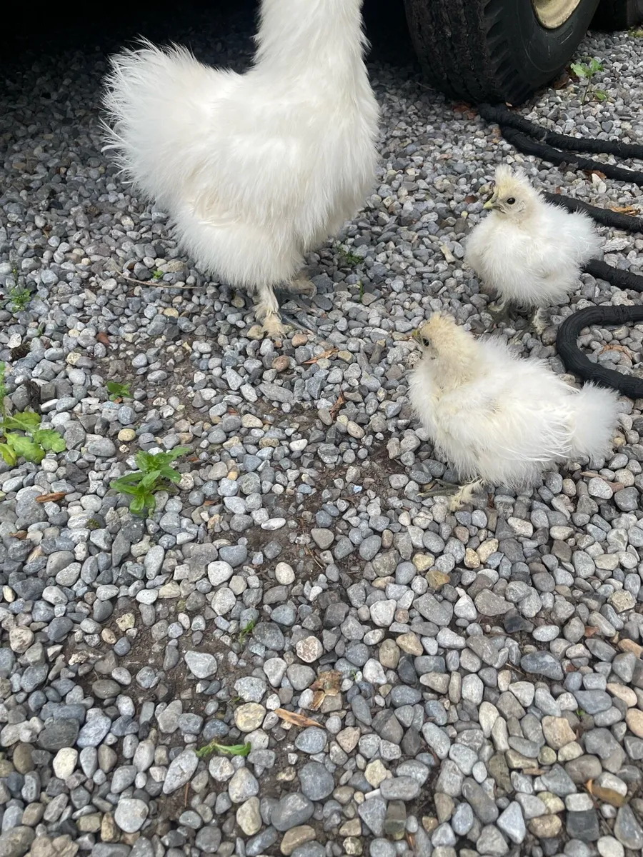 Purebred white silkie chicks - Image 4