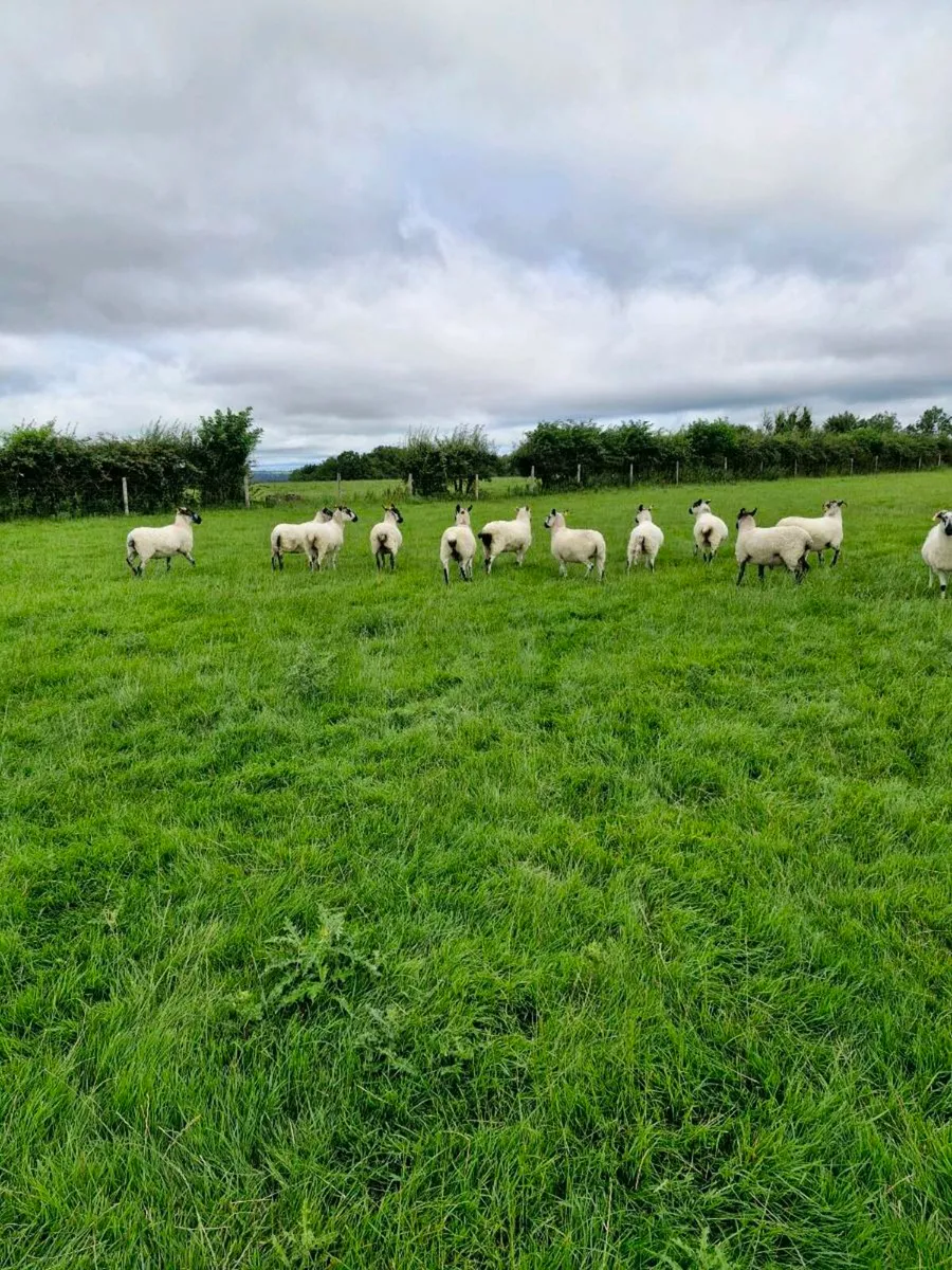 Mule Hoggets - Image 1
