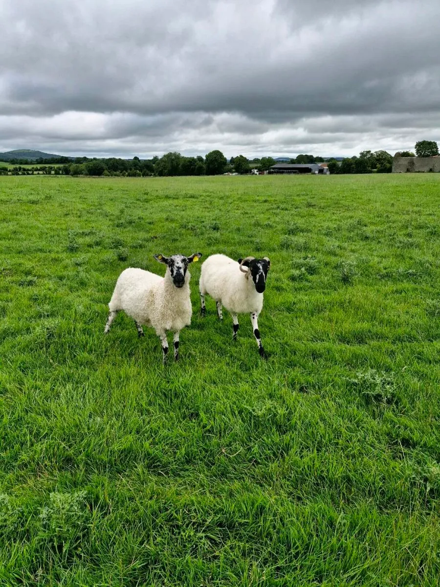 Mule Hoggets - Image 2