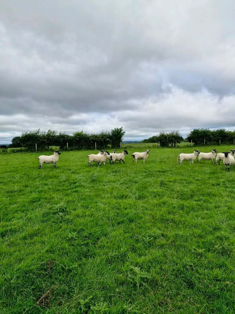 Mule Hoggets - Image 3