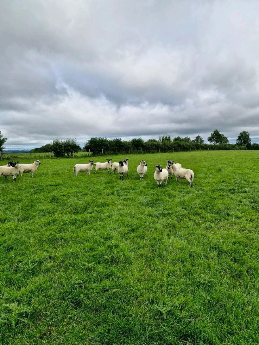 Mule Hoggets - Image 4