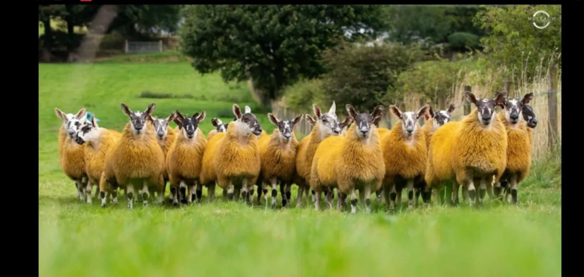 Sheep - Image 1