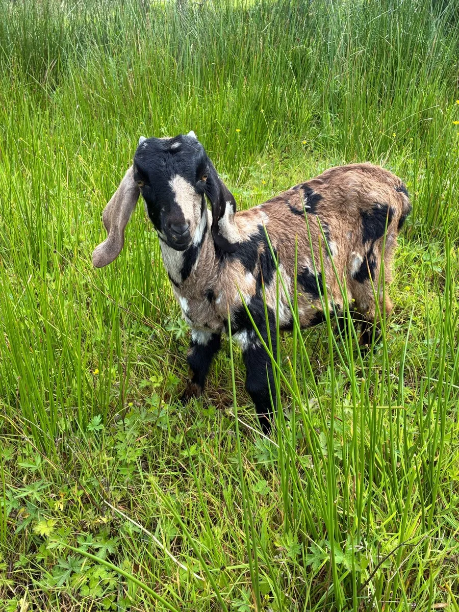 Boer pedigree and Nubian X - Image 1